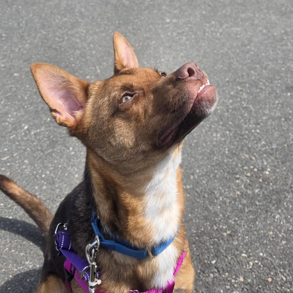 Enlarge Foxy, a Adoptable mixed breed in Briarcliff Manor, NY image 3/5