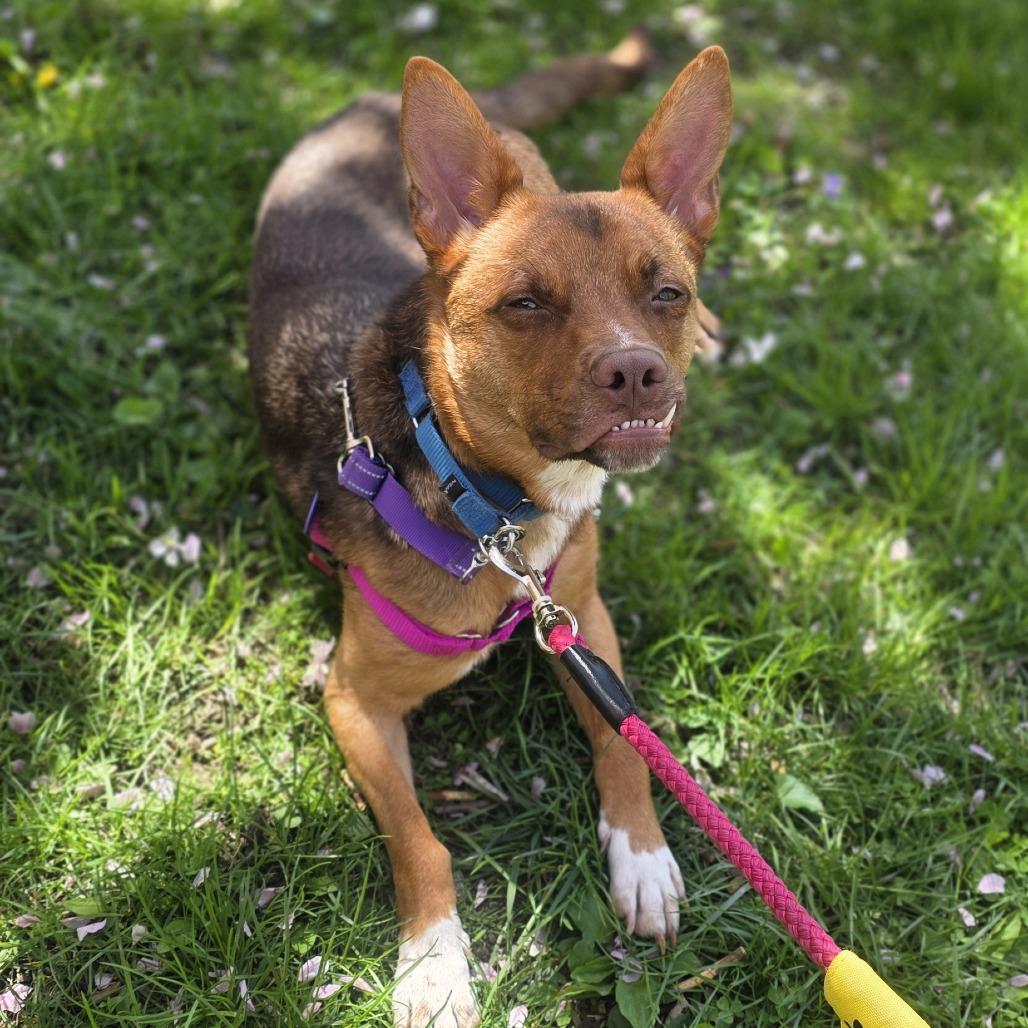 Enlarge Foxy, a Adoptable mixed breed in Briarcliff Manor, NY image 4/5