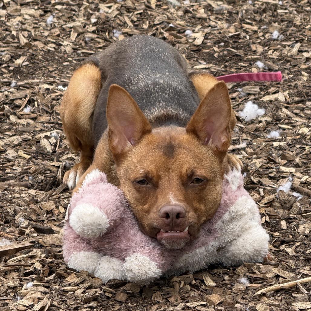Enlarge Foxy, a Adoptable mixed breed in Briarcliff Manor, NY image 5/5