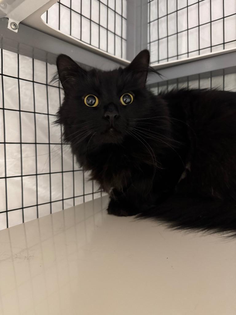 Vanta, a Adoptable mixed breed in Grants Pass, OR image 1/2
