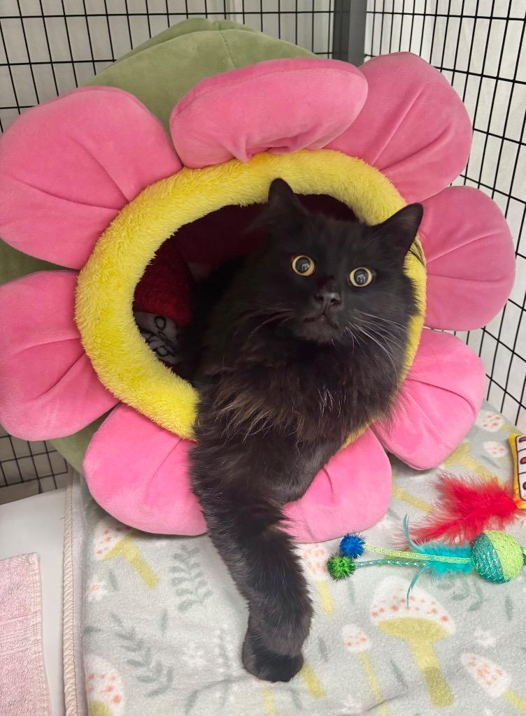 Vanta, a Adoptable mixed breed in Grants Pass, OR image 2/2