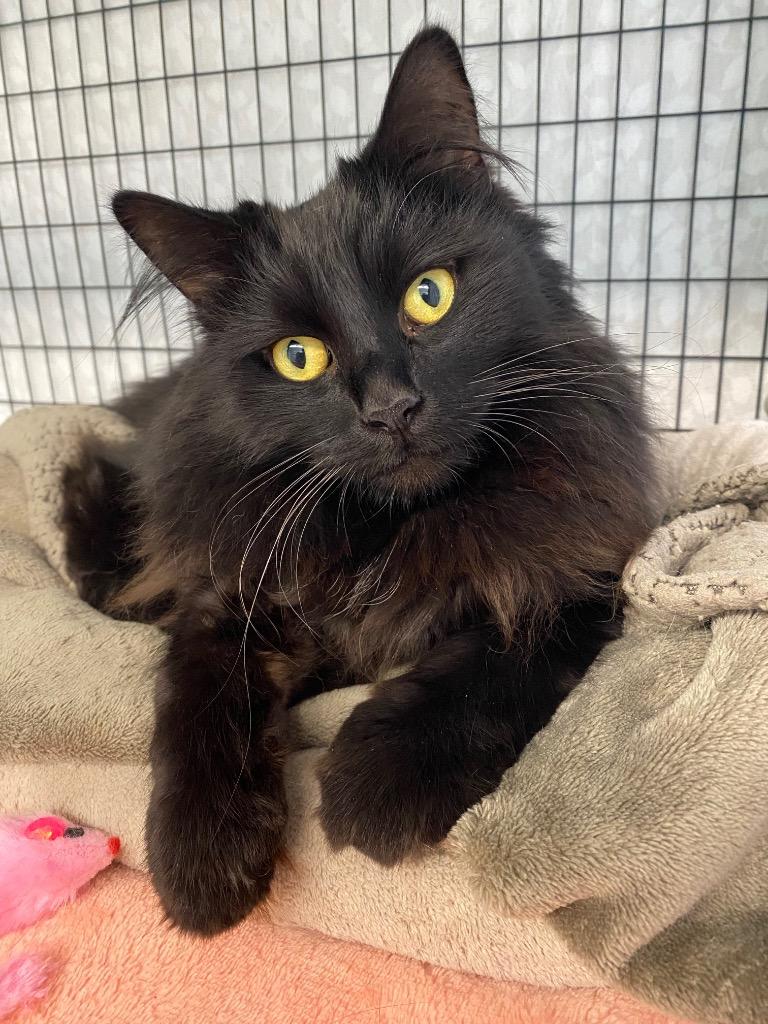 Enlarge Vanta, a Adoptable mixed breed in Grants Pass, OR image 2/5