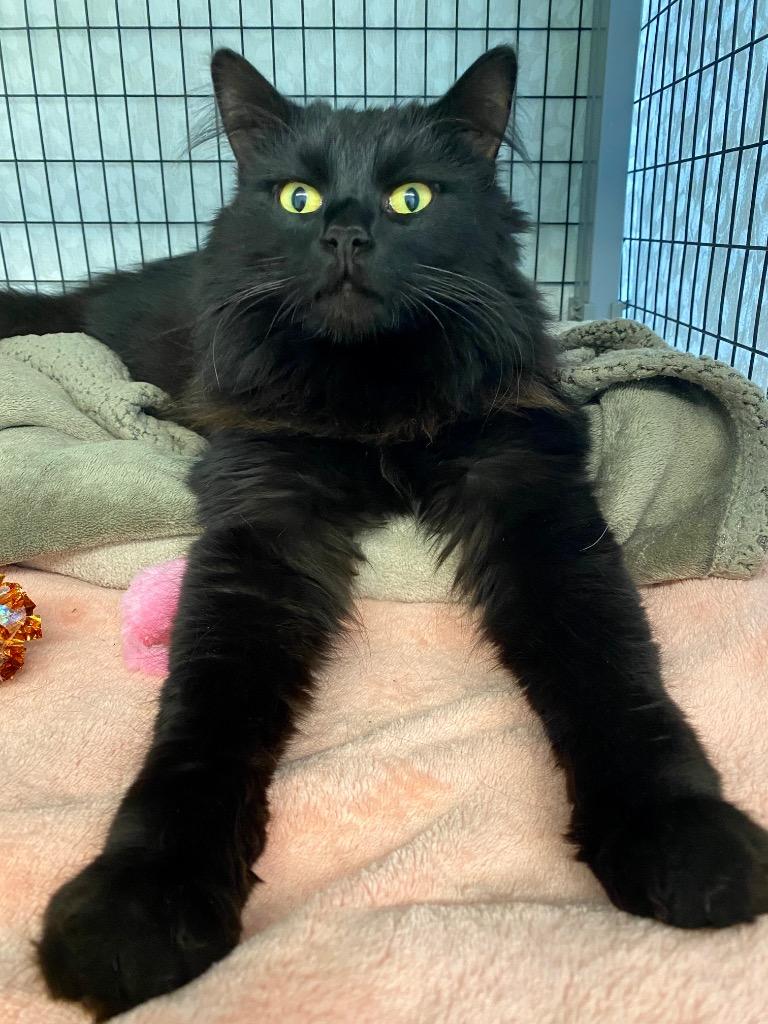 Enlarge Vanta, a Adoptable mixed breed in Grants Pass, OR image 4/5