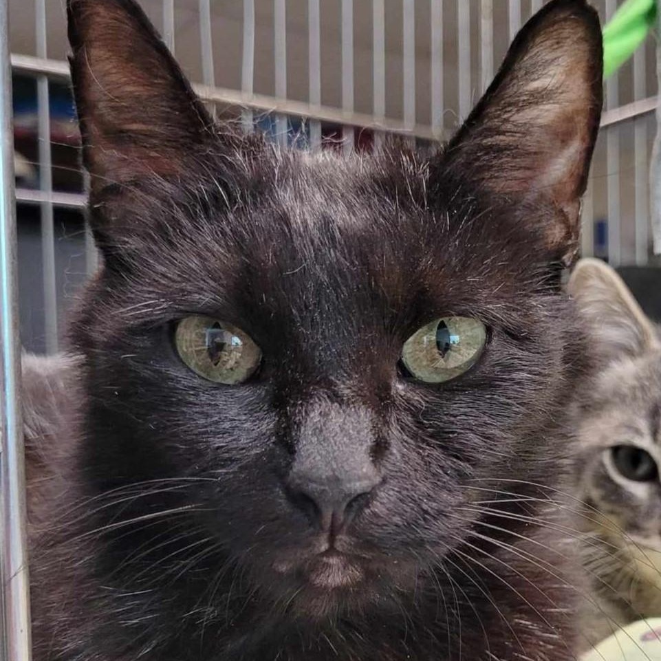 Ciri — thumbnail 2