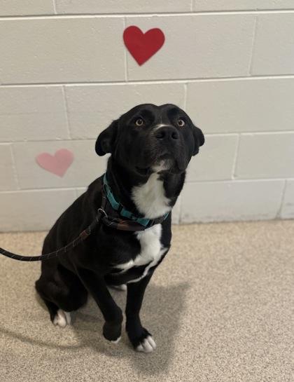 Kirby, adopted, Adult Male Labrador Retriever & Mixed Breed.