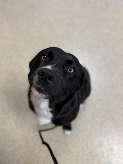 Kirby, an adopted mixed breed in Harbor Springs, MI image 2/2