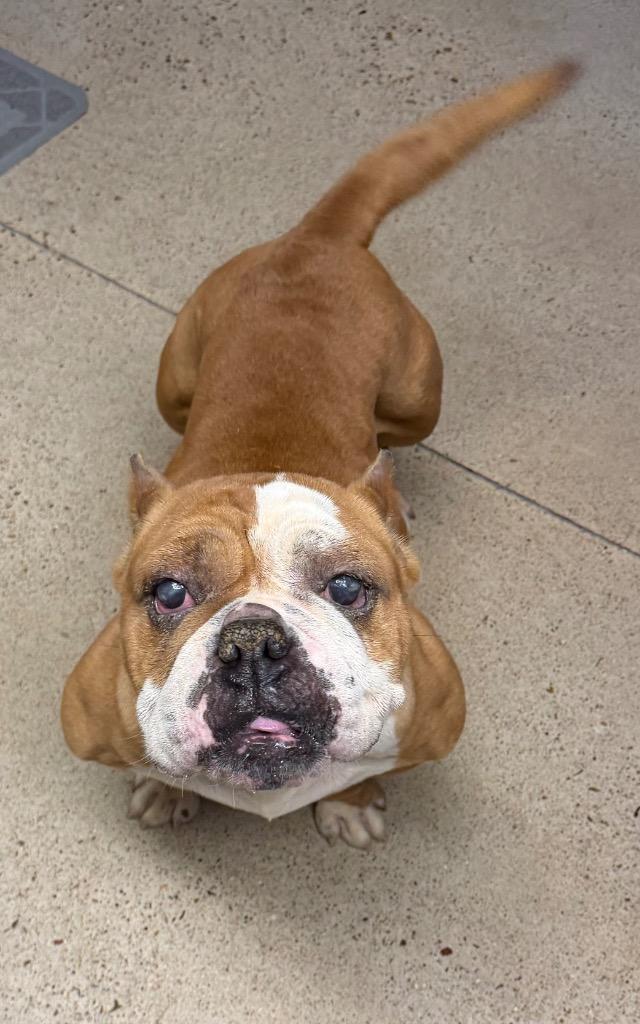 LuLu, Adoptable, Adult Female Pit Bull Terrier.