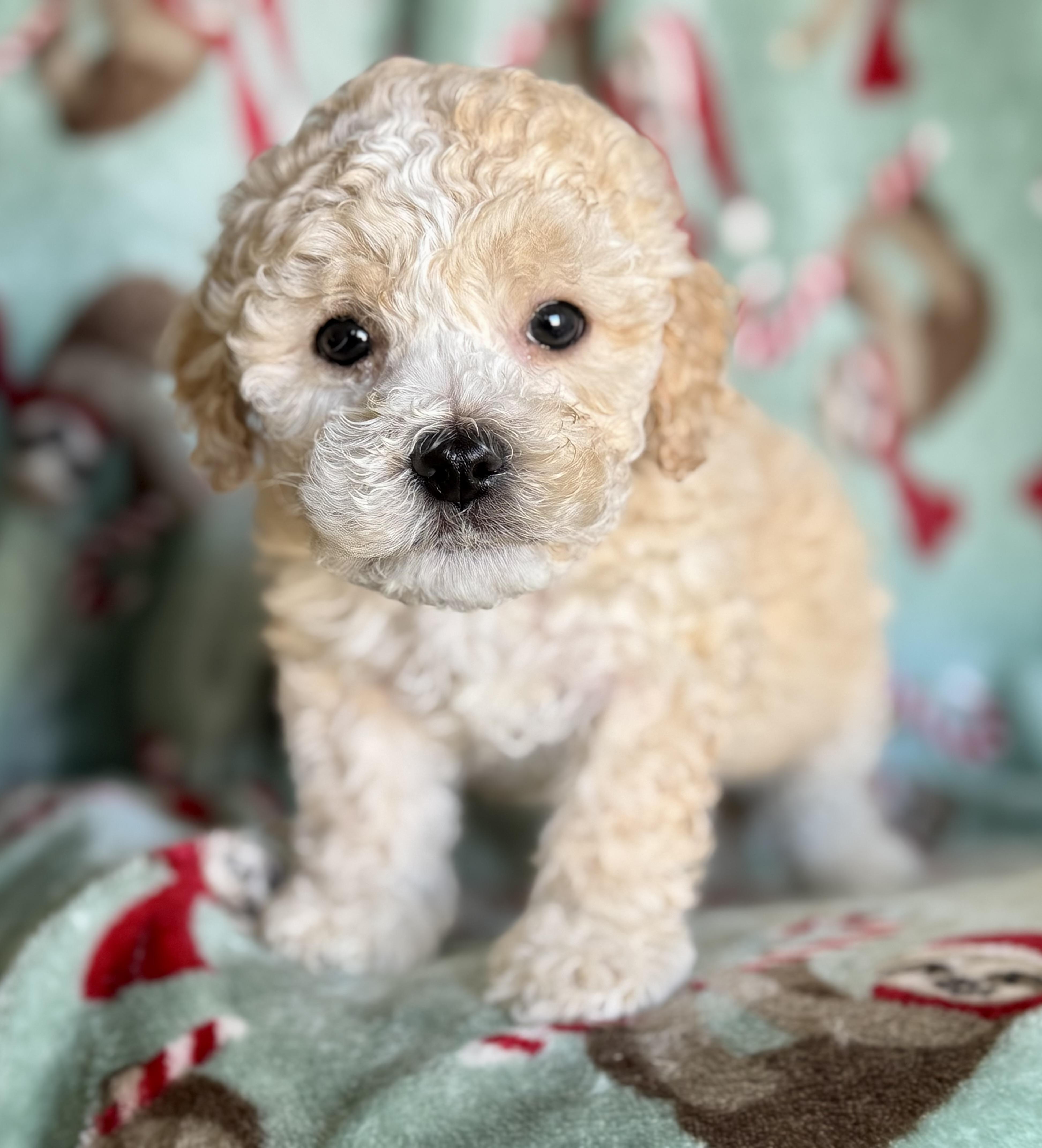 Kooper, adopted, Puppy Male Maltipoo.