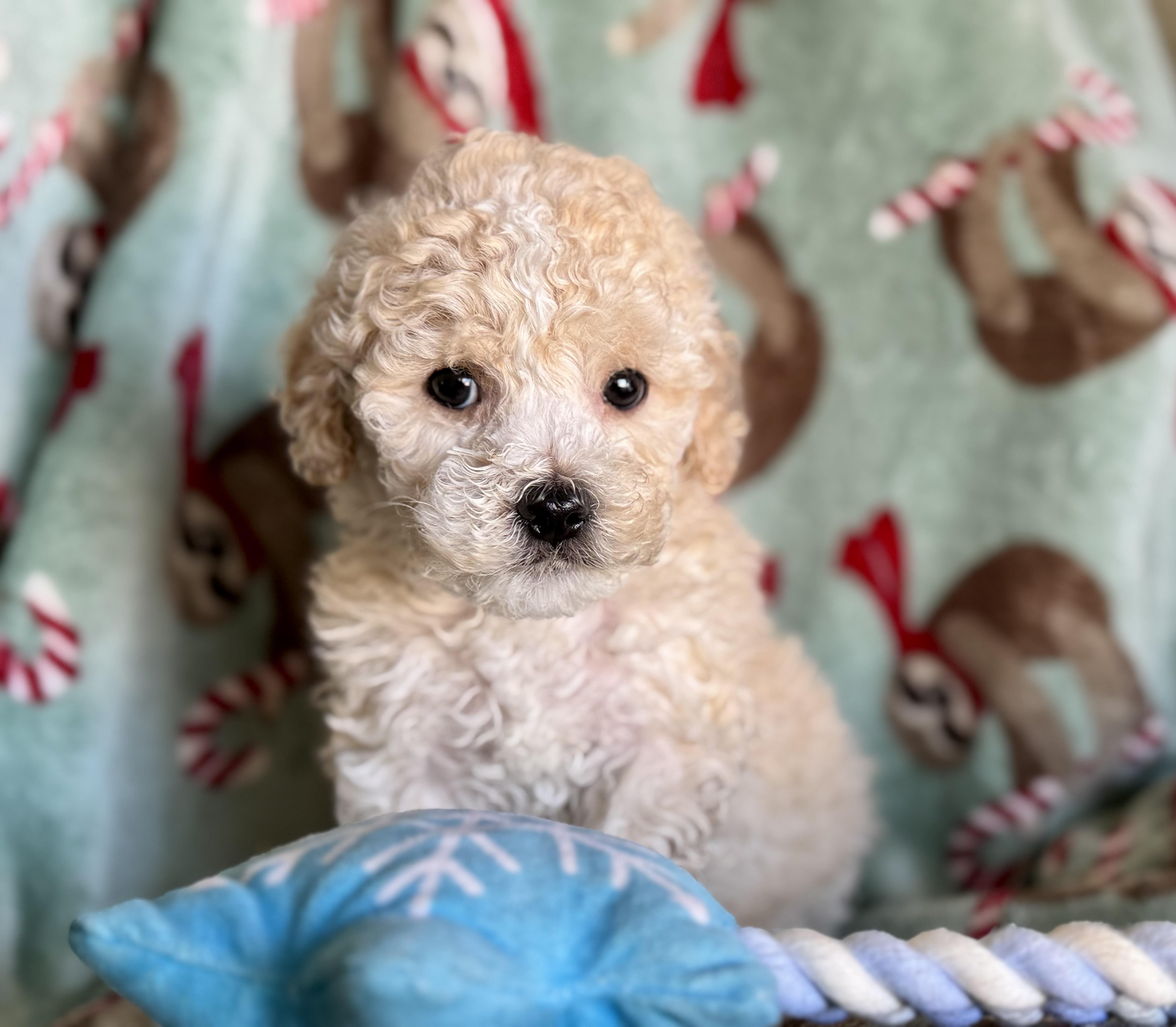 Enlarge Kooper, an adopted Maltipoo in ontario, CA image 4/6