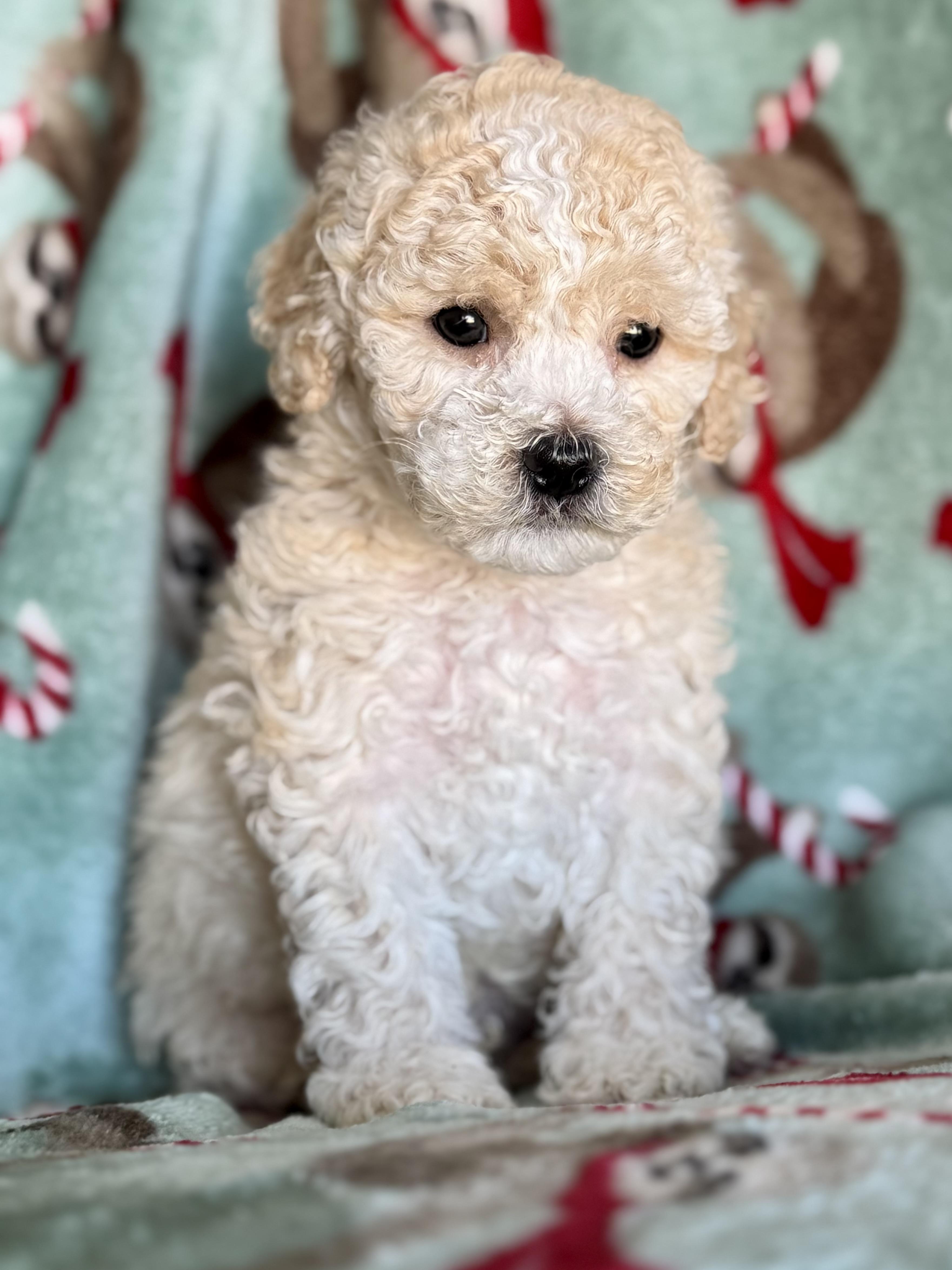 Enlarge Kooper, an adopted Maltipoo in ontario, CA image 2/6