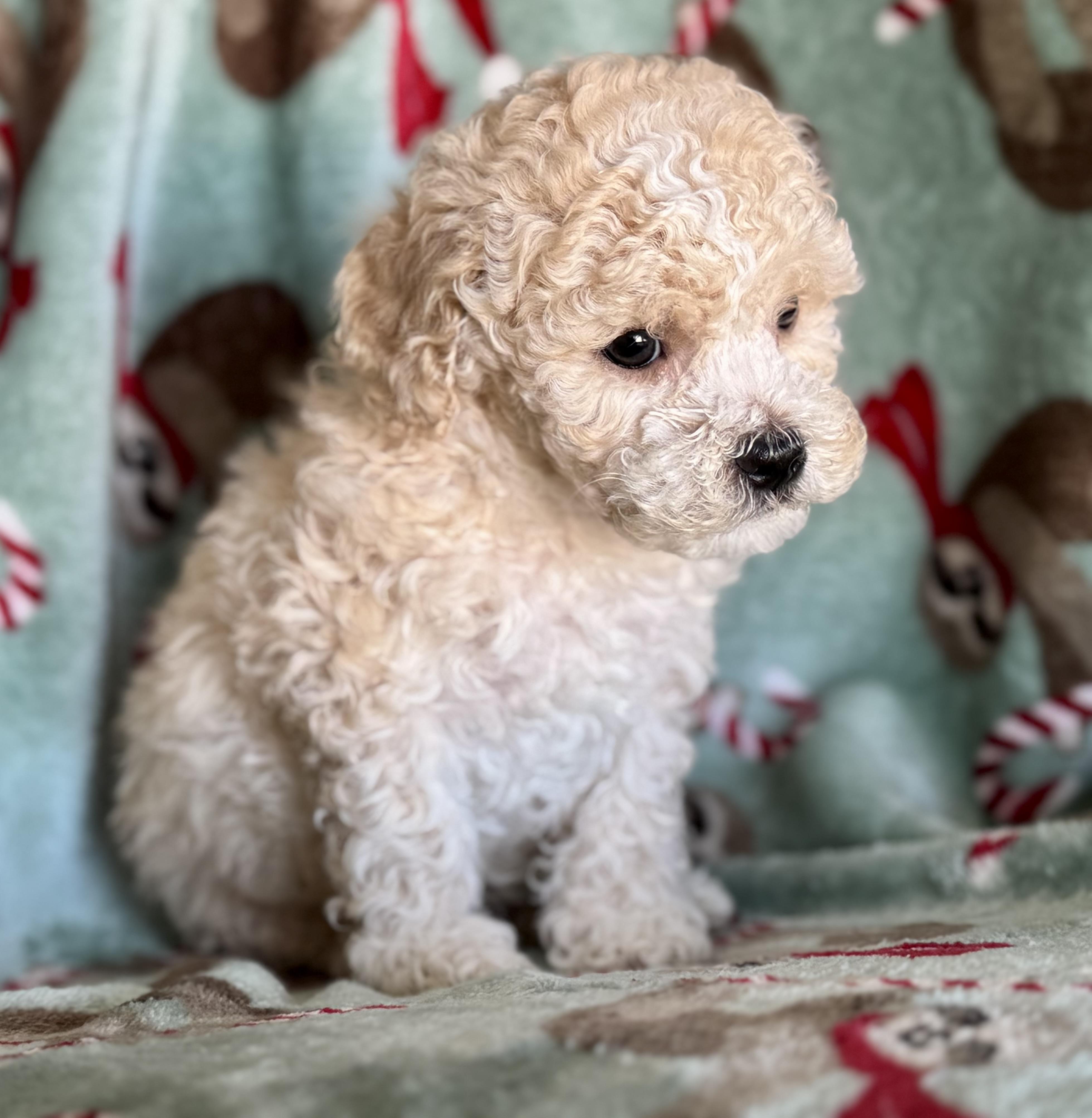 Enlarge Kooper, an adopted Maltipoo in ontario, CA image 3/6