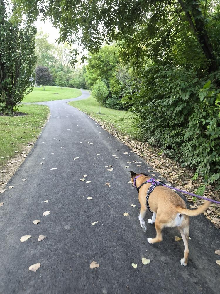 Enlarge Betty, a Adoptable mixed breed in New Albany, OH image 1/5