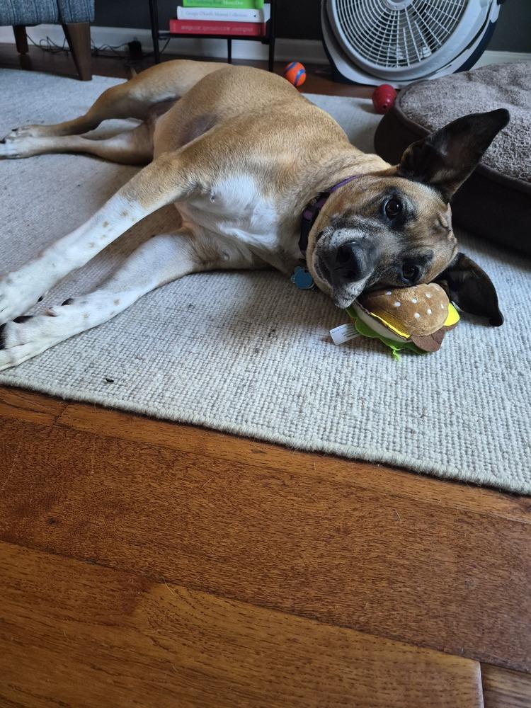 Enlarge Betty, a Adoptable mixed breed in New Albany, OH image 2/5