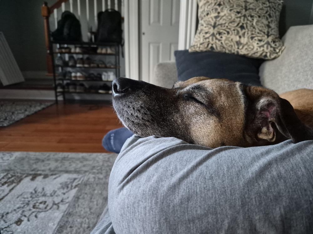 Enlarge Betty, a Adoptable mixed breed in New Albany, OH image 3/5