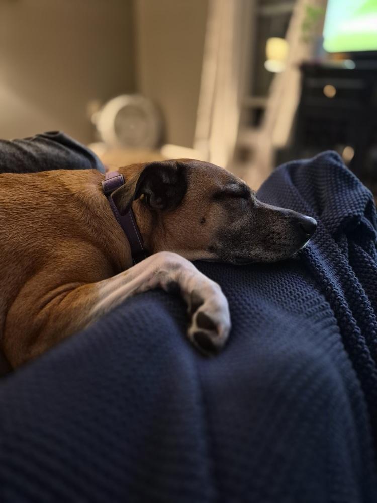 Enlarge Betty, a Adoptable mixed breed in New Albany, OH image 4/5