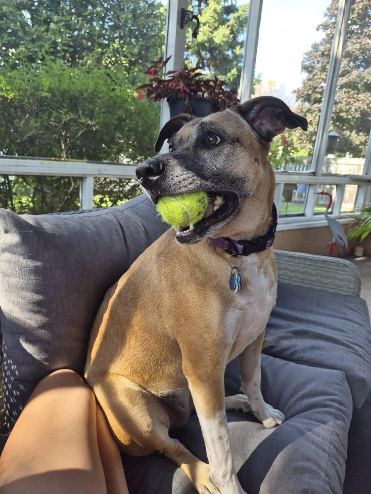 Enlarge Betty, a Adoptable mixed breed in New Albany, OH image 5/5