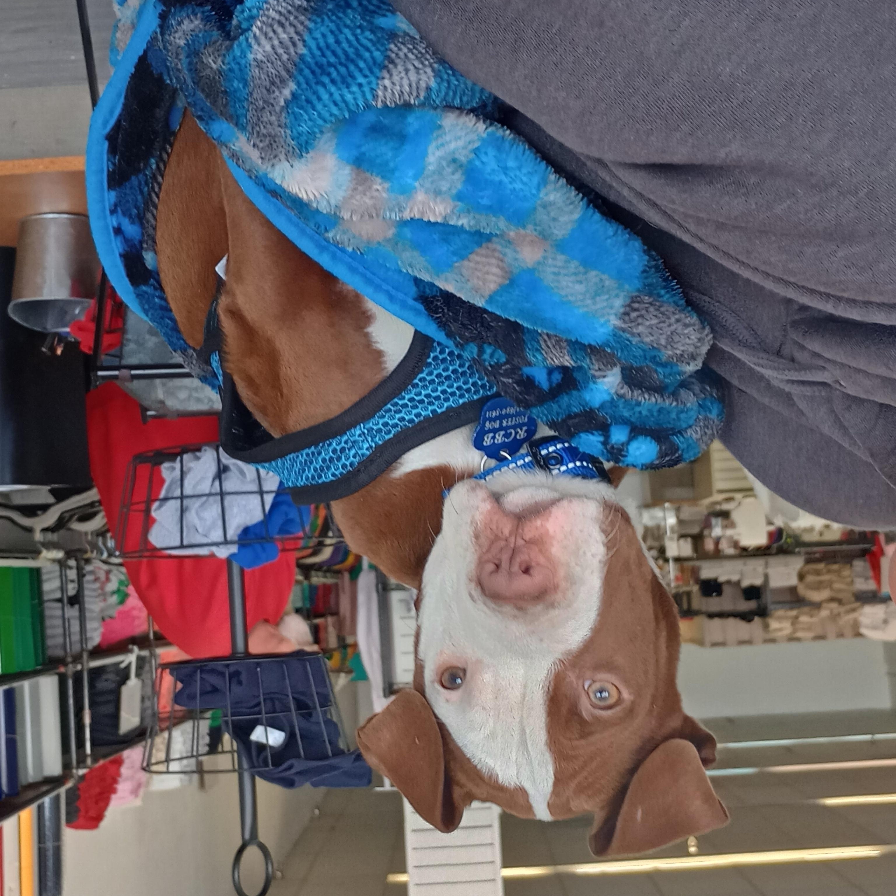 Enlarge Rocksteady , a ADOPTABLE mixed breed in Huntington, WV image 2/5