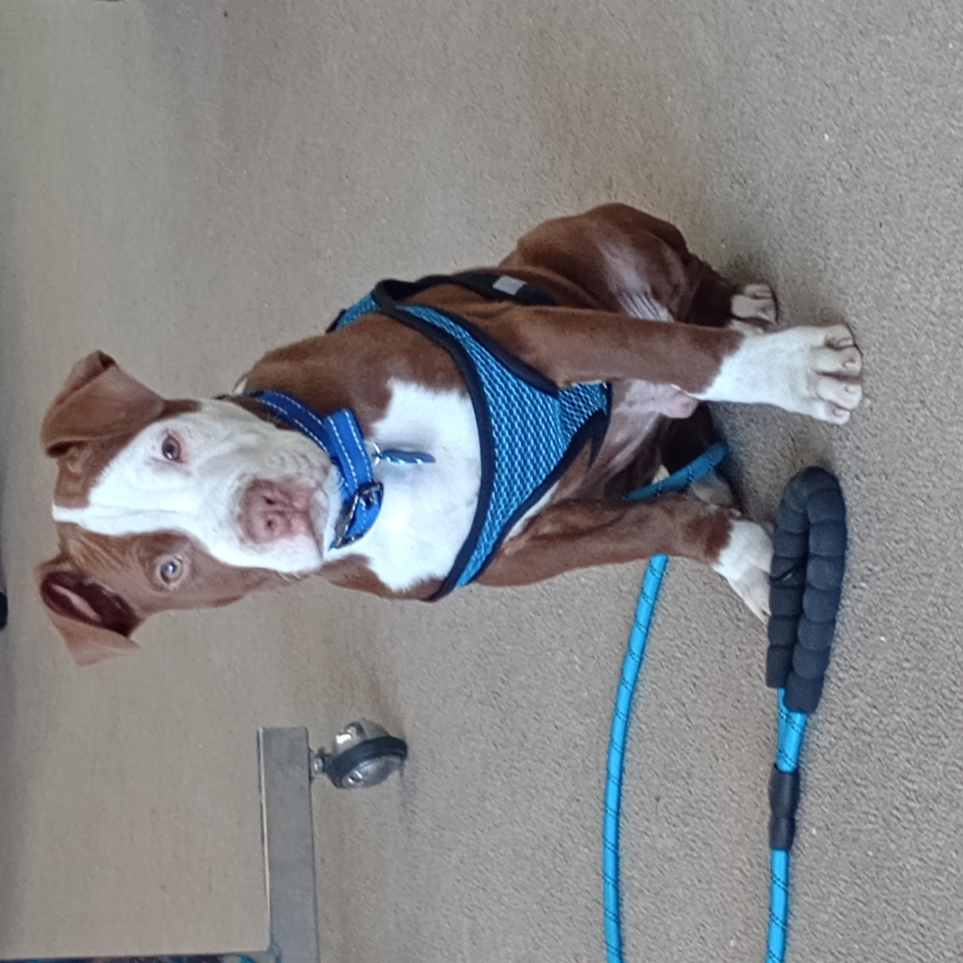 Enlarge Rocksteady , a ADOPTABLE mixed breed in Huntington, WV image 1/5