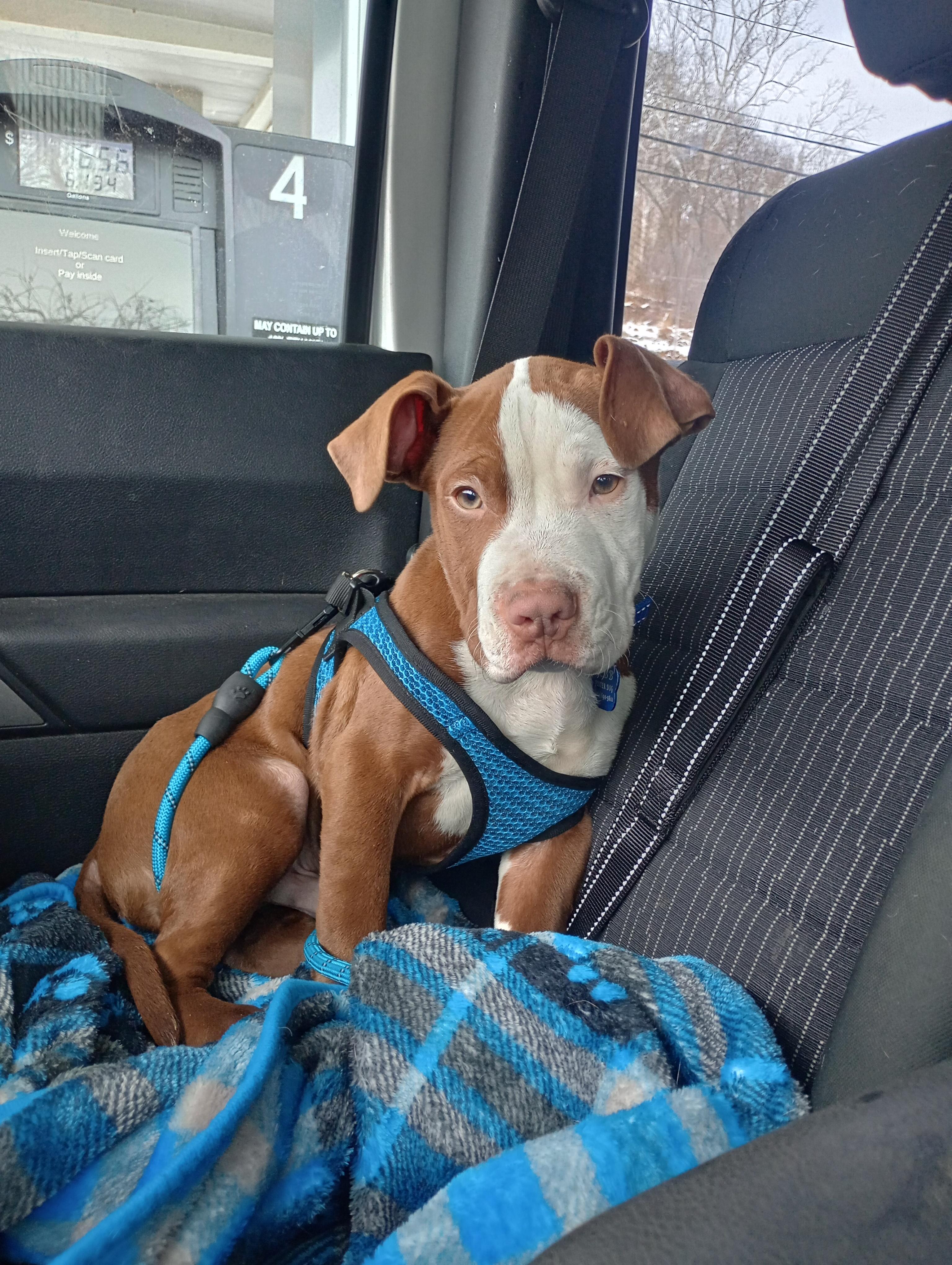 Enlarge Rocksteady , a ADOPTABLE mixed breed in Huntington, WV image 5/5