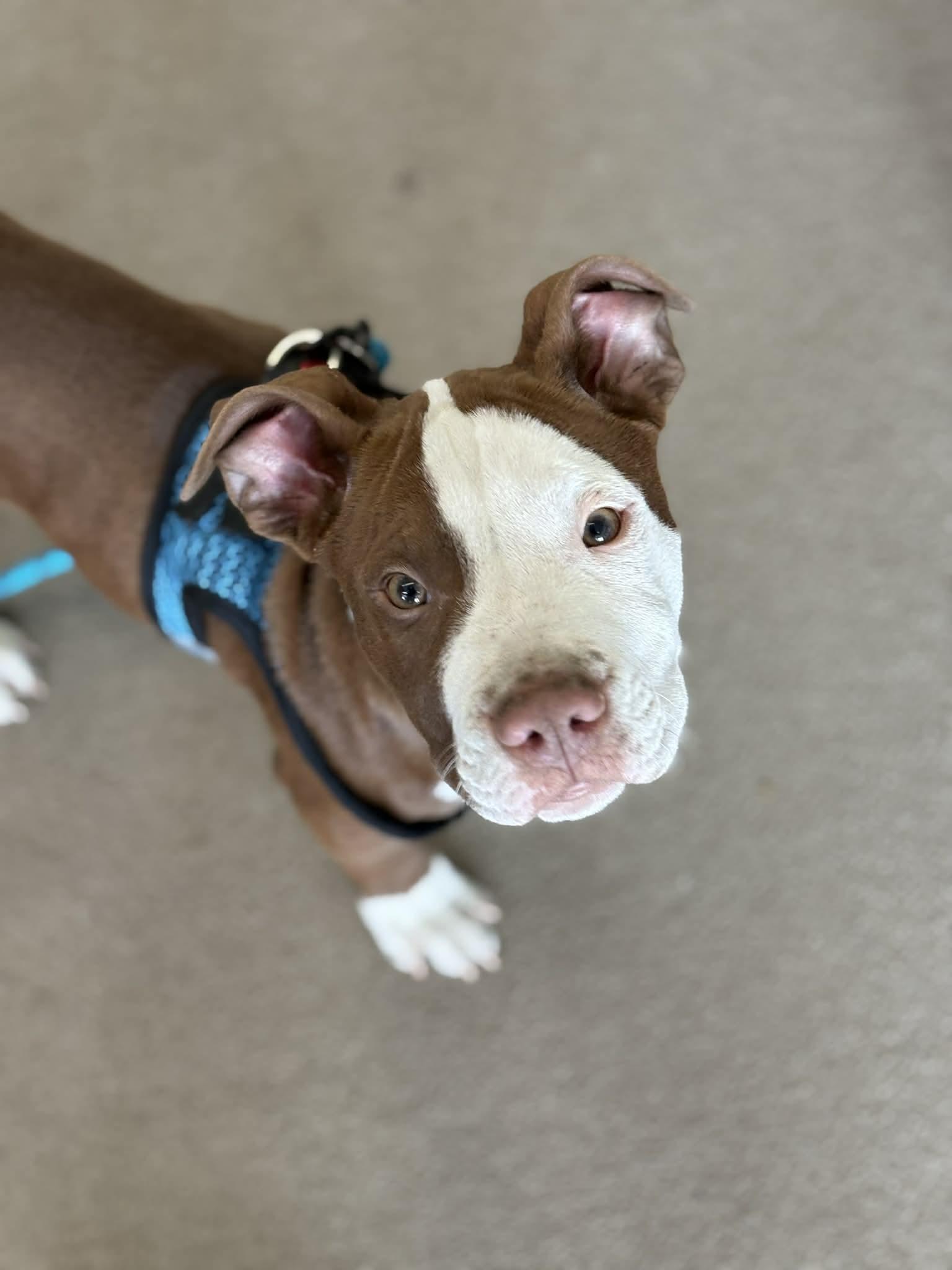Enlarge Rocksteady , a ADOPTABLE mixed breed in Huntington, WV image 3/5