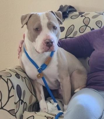 Enlarge Dottie, an adopted Pit Bull Terrier in Oceanside, CA image 5/6