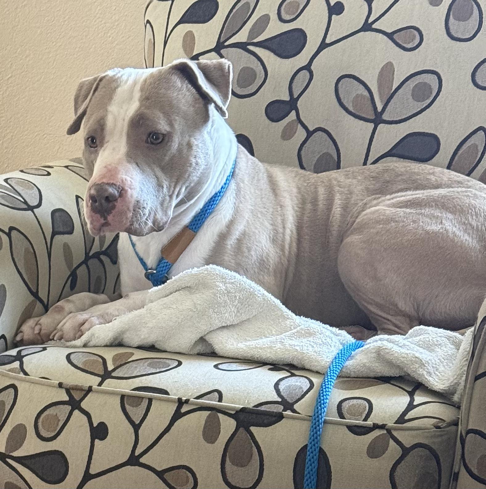 Enlarge Dottie, an adopted Pit Bull Terrier in Oceanside, CA image 3/6