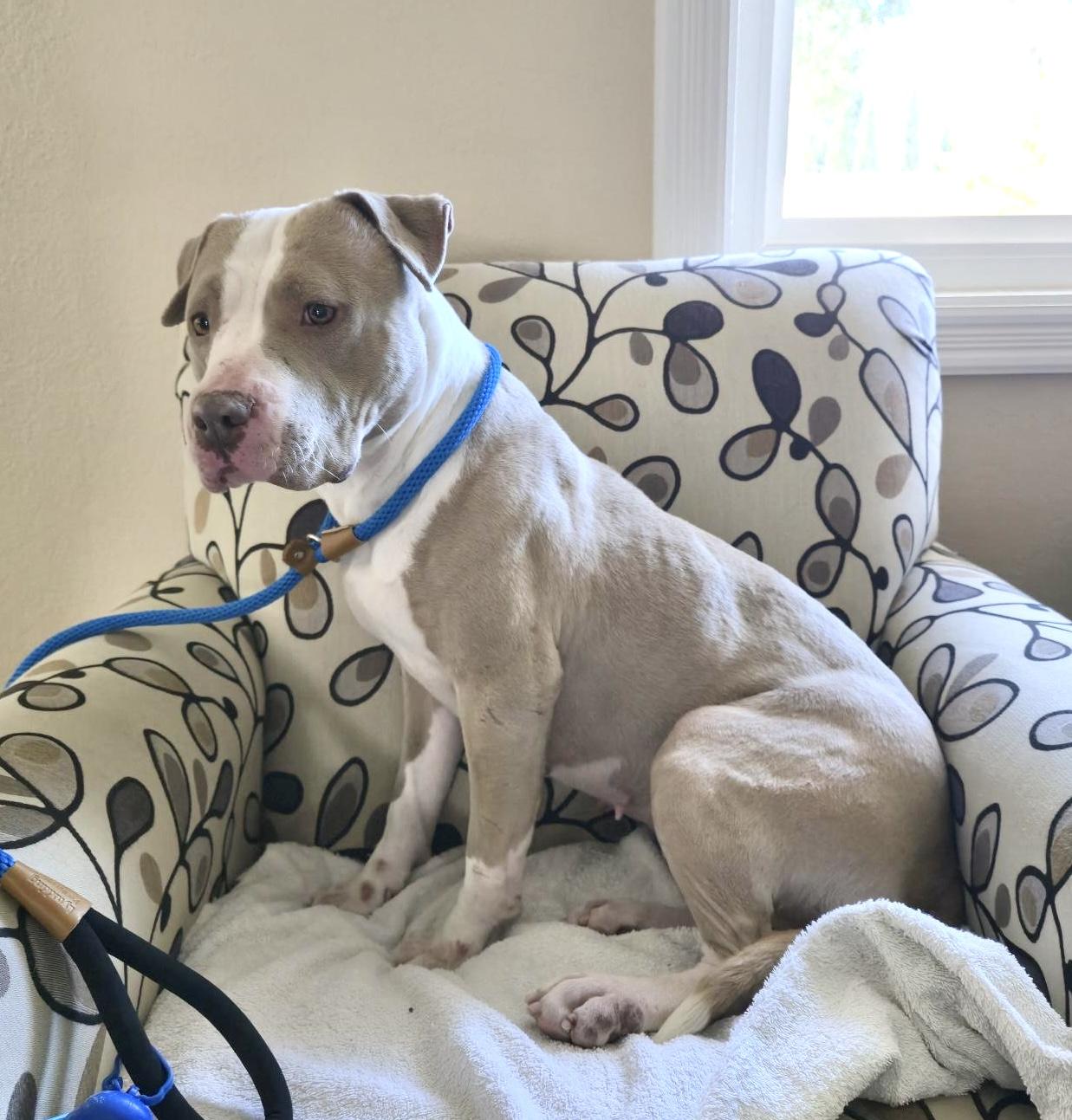 Enlarge Dottie, an adopted Pit Bull Terrier in Oceanside, CA image 1/6