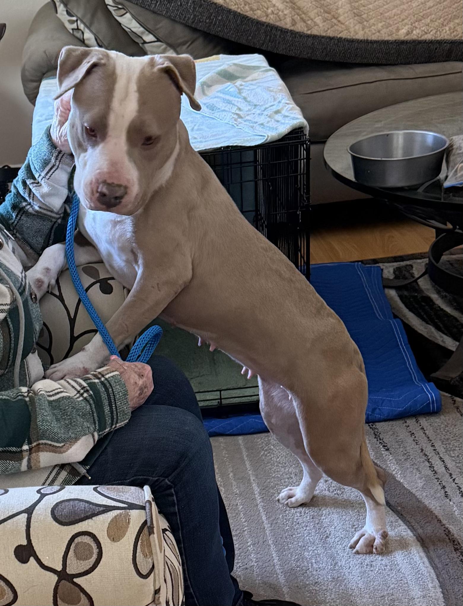 Enlarge Dottie, an adopted Pit Bull Terrier in Oceanside, CA image 2/6