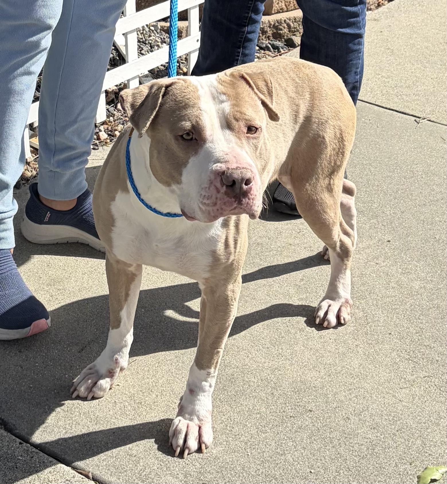 Enlarge Dottie, an adopted Pit Bull Terrier in Oceanside, CA image 6/6