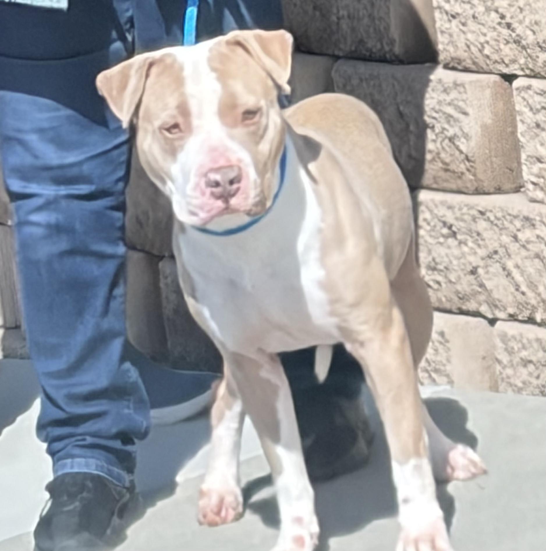 Enlarge Dottie, an adopted Pit Bull Terrier in Oceanside, CA image 4/6