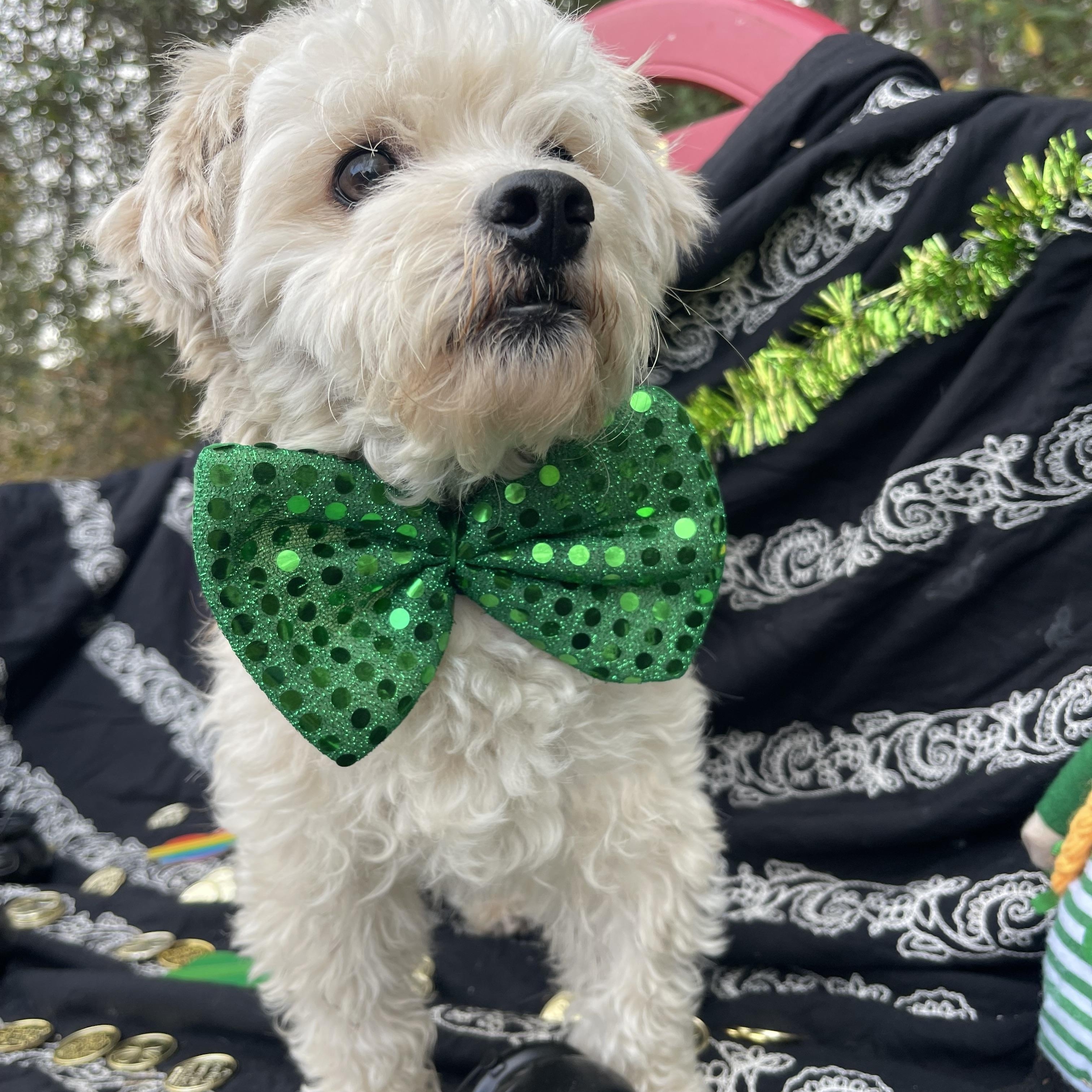 Enlarge Trouble , an adopted mixed breed in Sebring, FL image 4/5