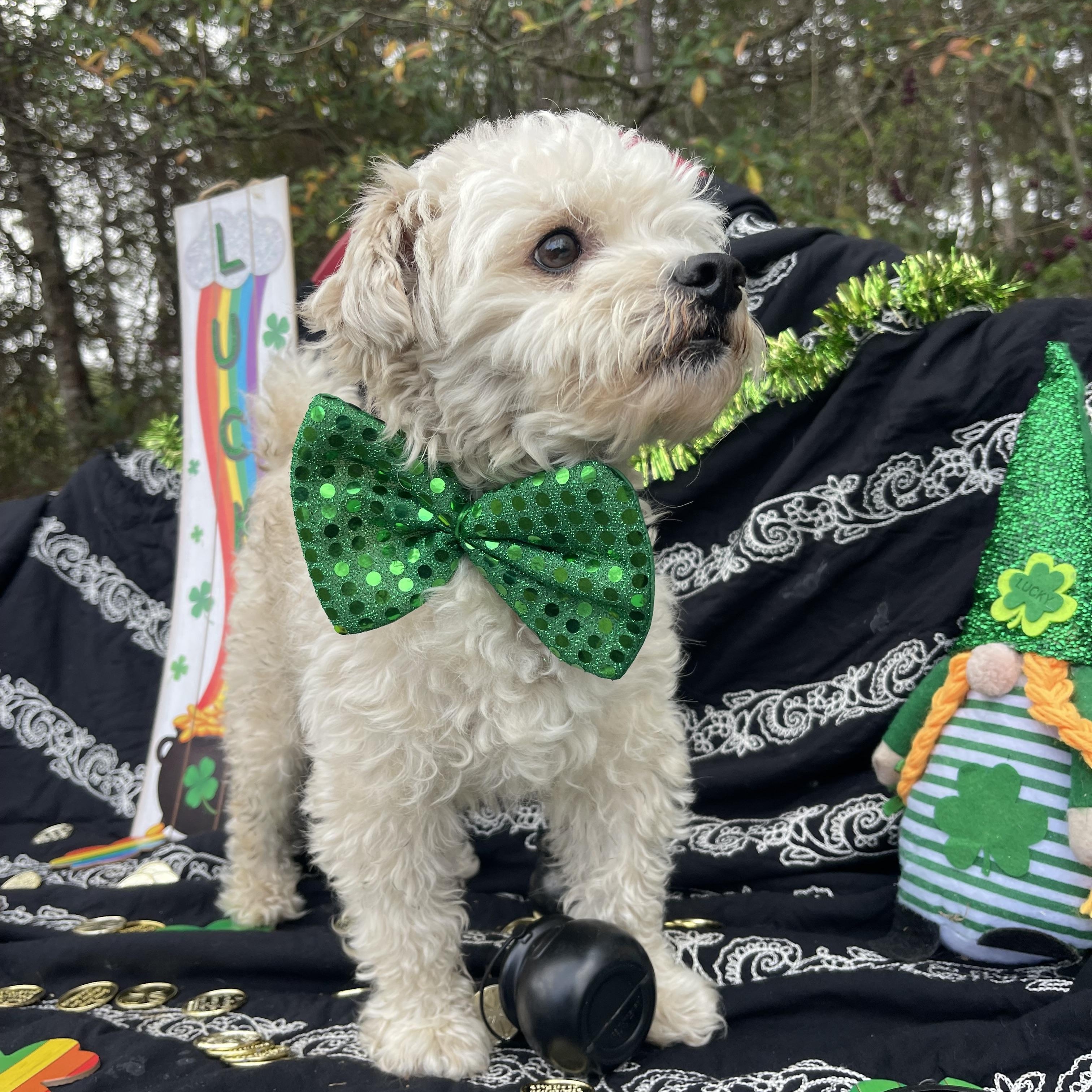 Enlarge Trouble , an adopted mixed breed in Sebring, FL image 3/5