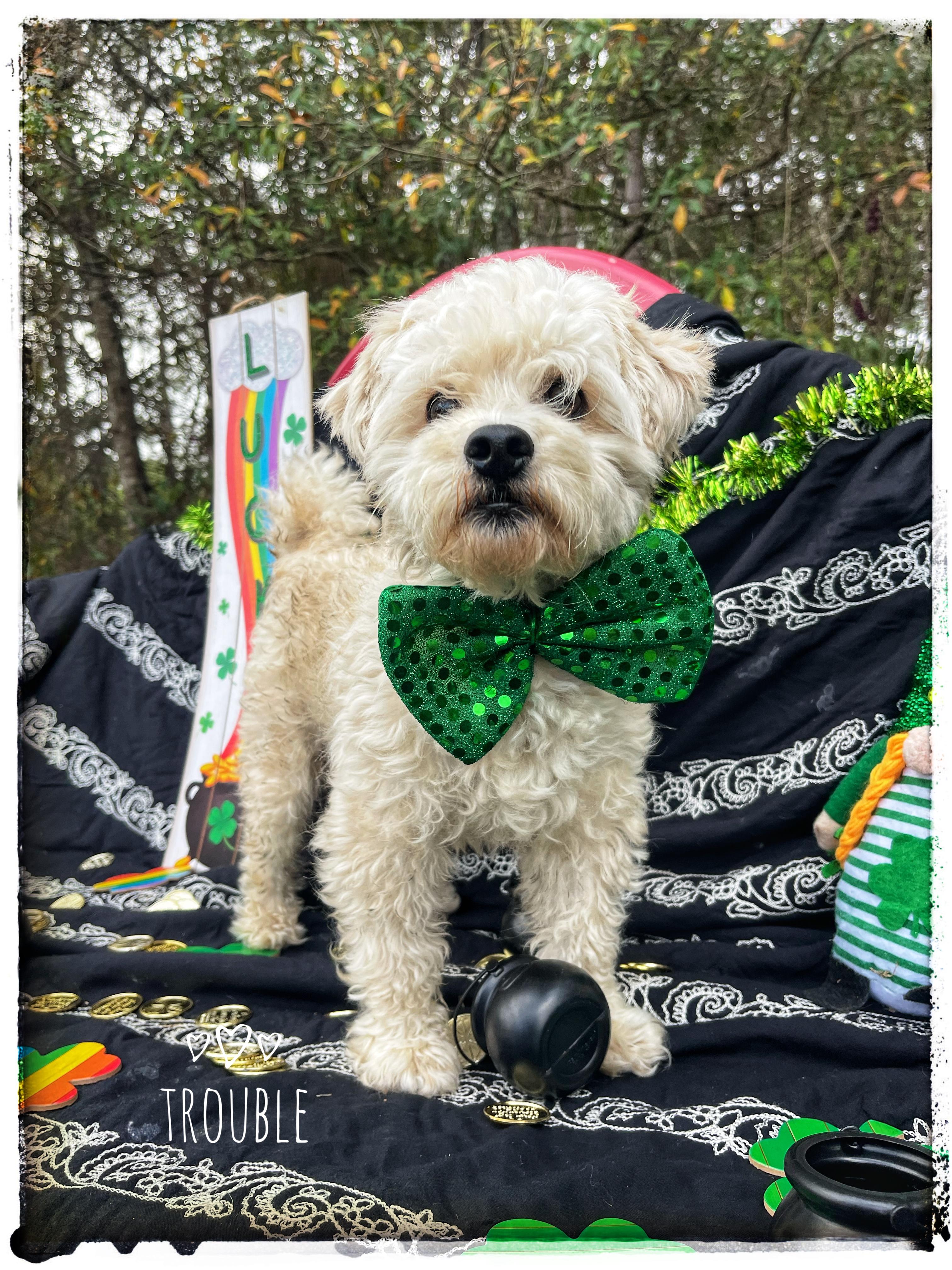 Enlarge Trouble , an adopted mixed breed in Sebring, FL image 1/5