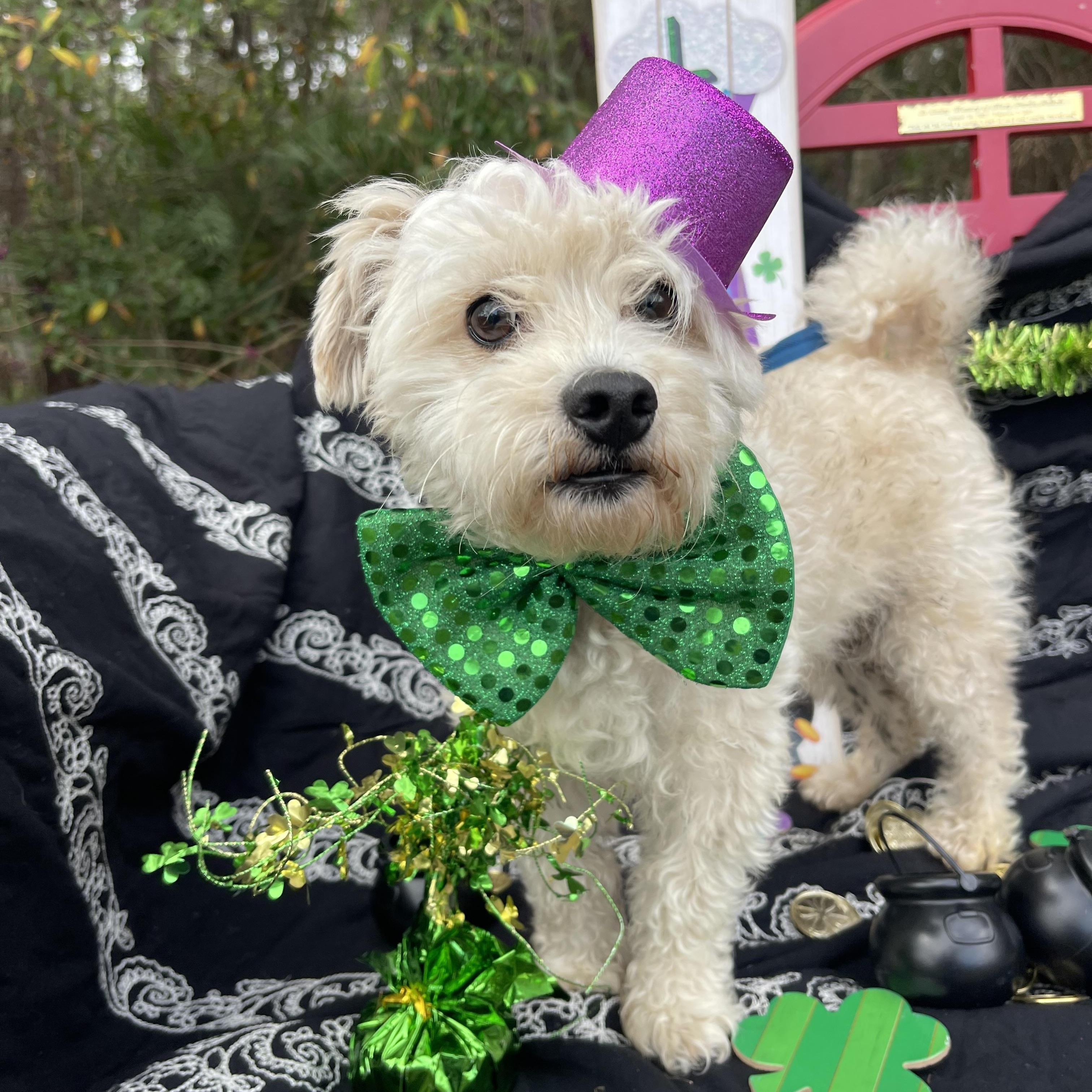 Enlarge Trouble , an adopted mixed breed in Sebring, FL image 5/5