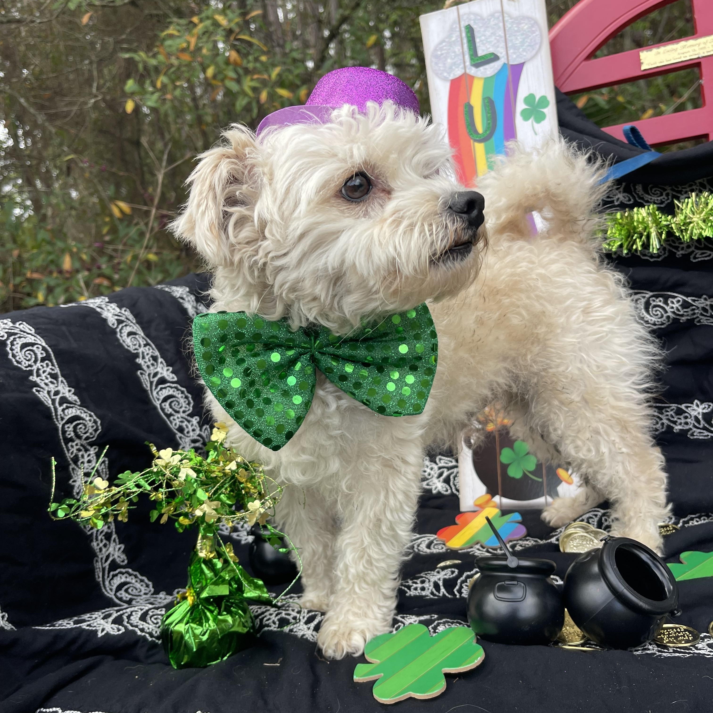 Enlarge Trouble , an adopted mixed breed in Sebring, FL image 2/5