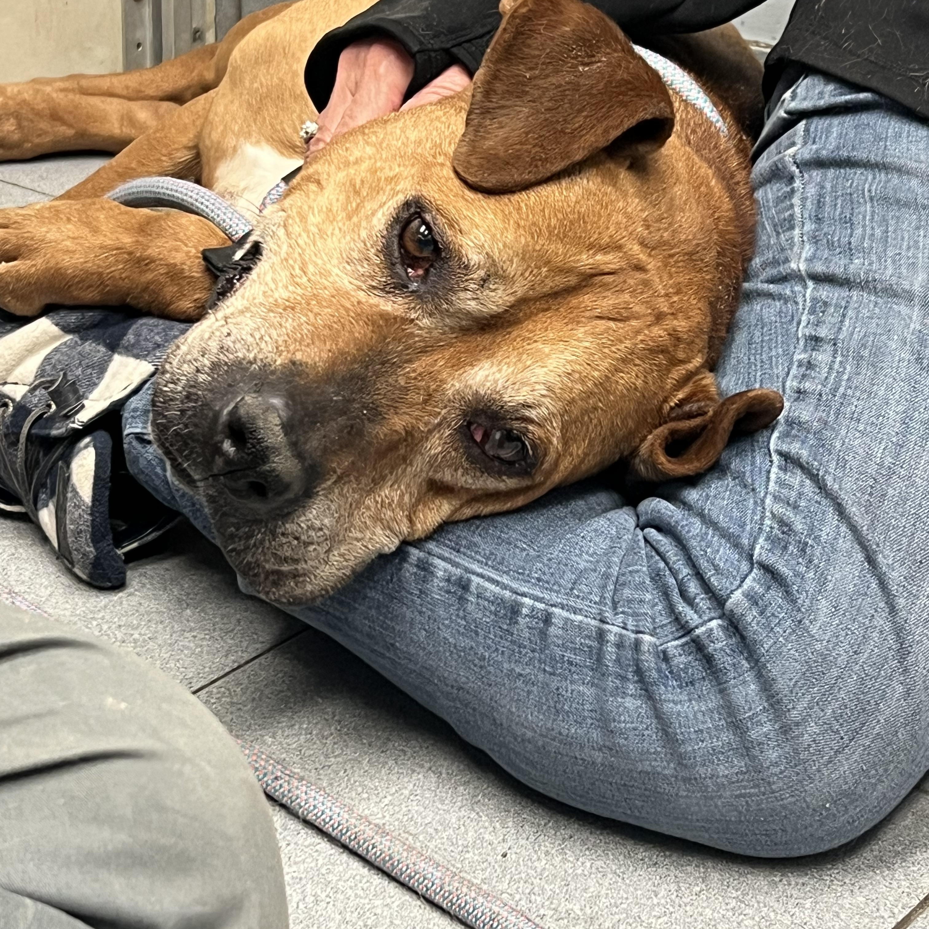 Enlarge Murphy, an adopted Mixed Breed in Buffalo, NY image 2/5