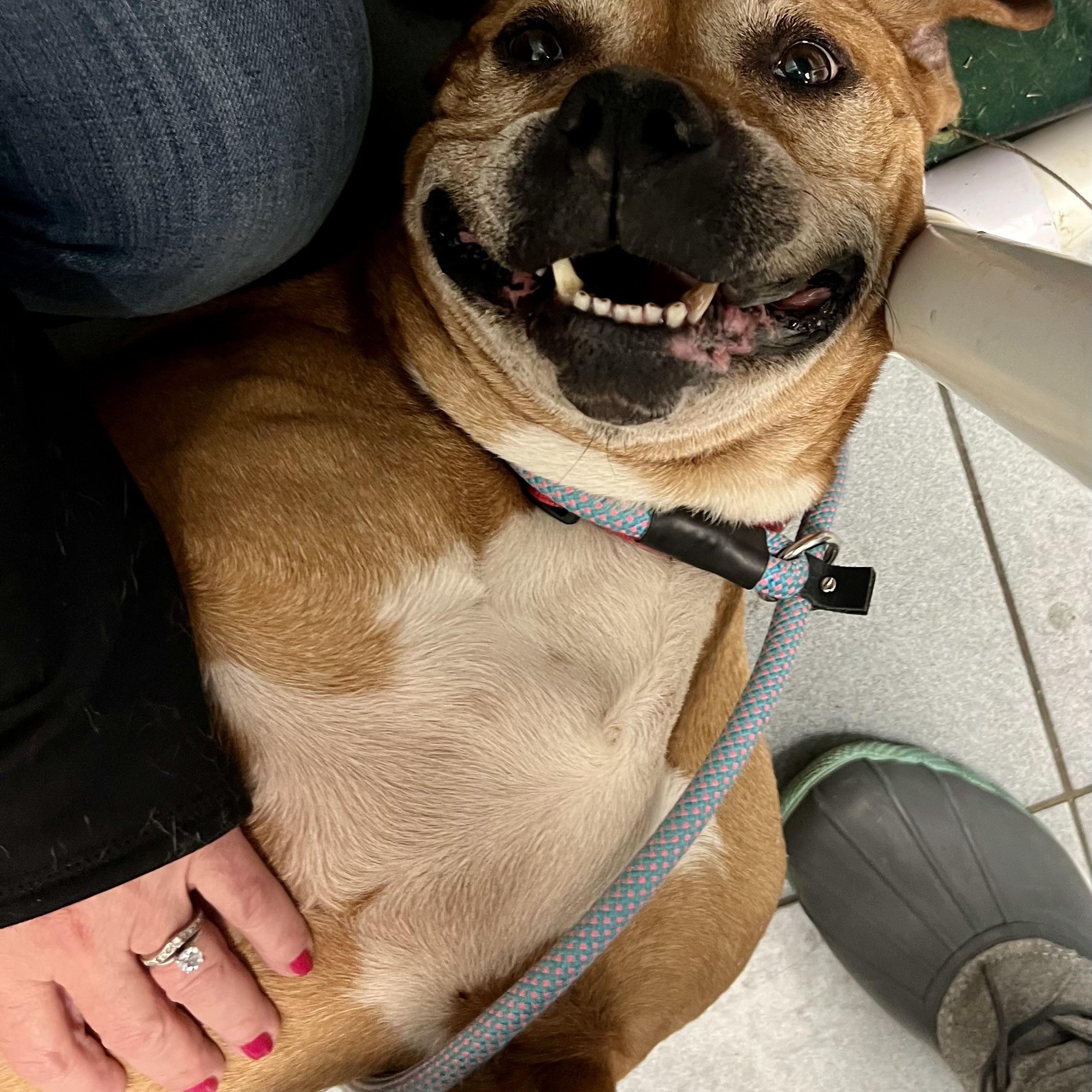 Enlarge Murphy, an adopted Mixed Breed in Buffalo, NY image 3/5