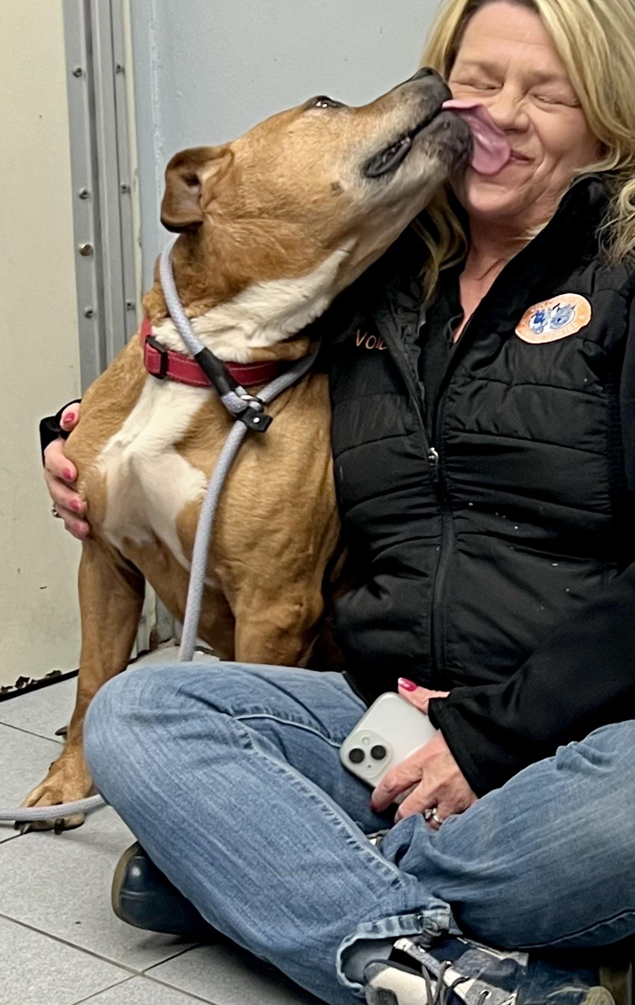 Enlarge Murphy, an adopted Mixed Breed in Buffalo, NY image 4/5