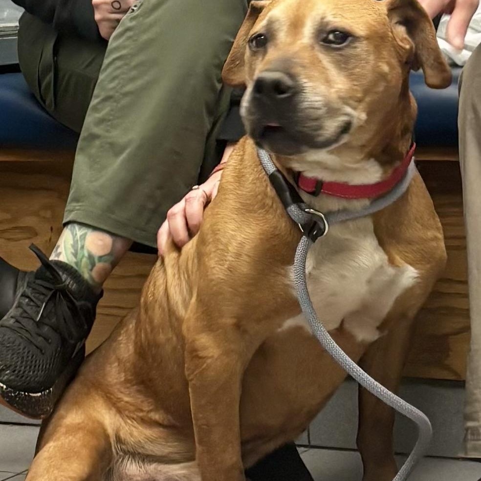 Murphy, adopted, Senior Male Mixed Breed.