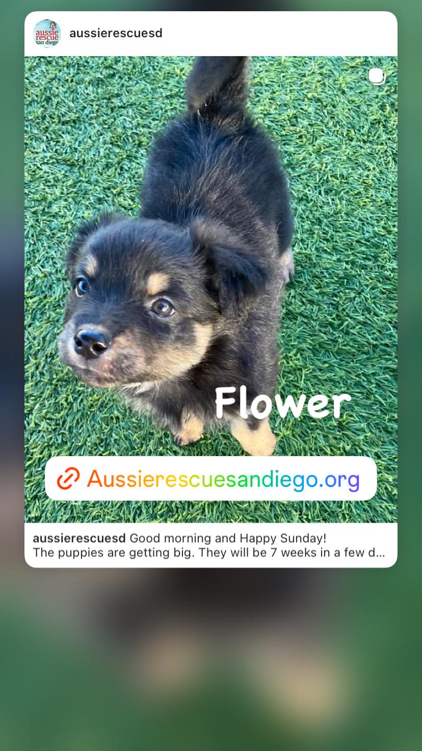 Enlarge Flower, an adopted Australian Shepherd in Bonita, CA image 3/5