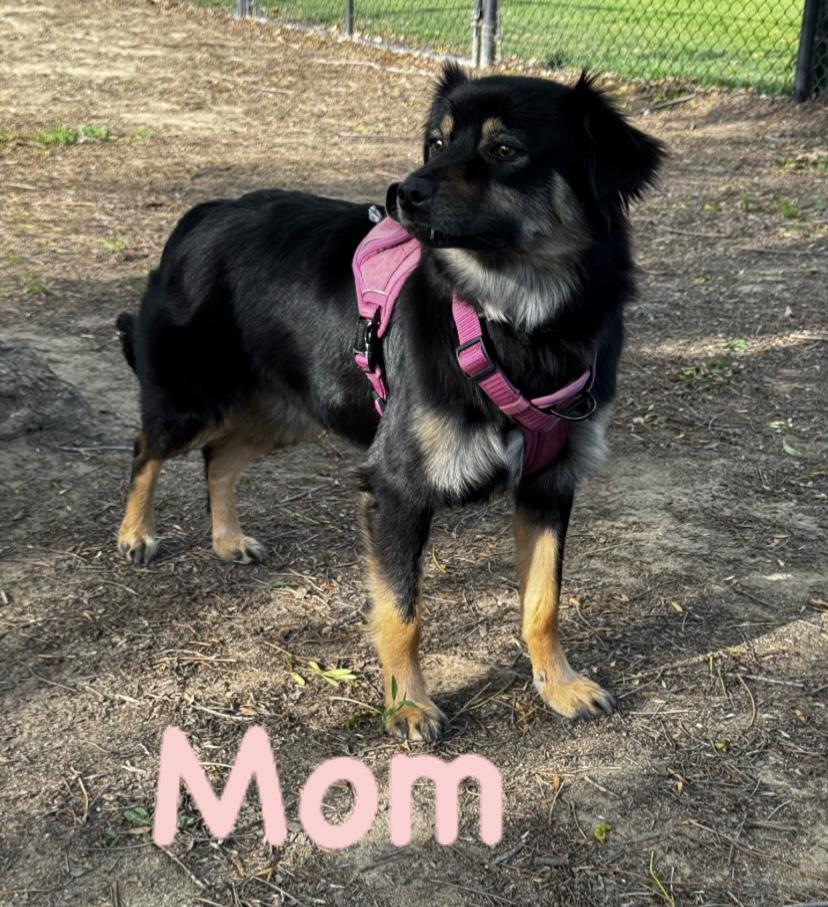 Enlarge Flower, an adopted Australian Shepherd in Bonita, CA image 4/5