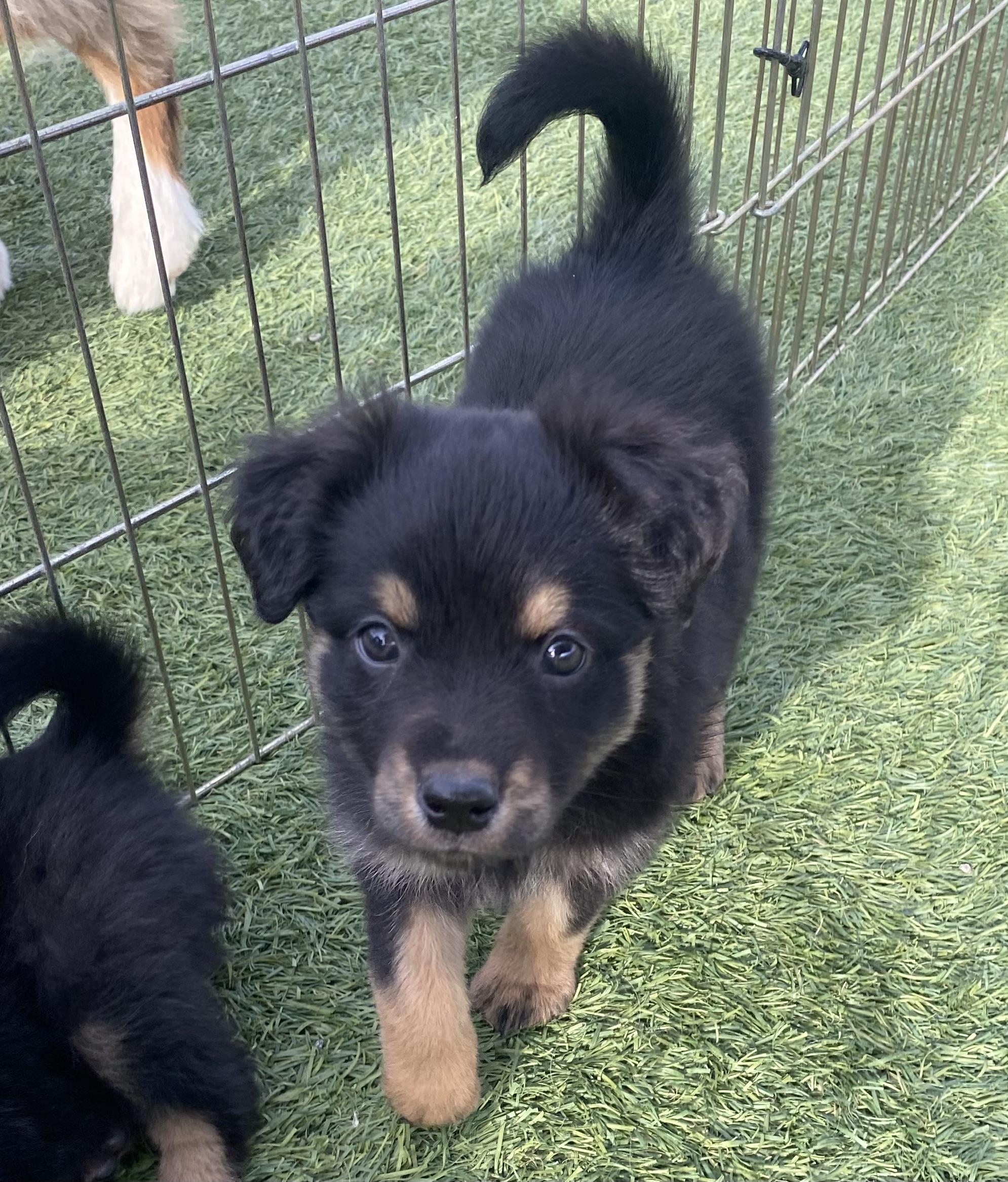 Flower, adopted, Puppy Female Australian Shepherd.