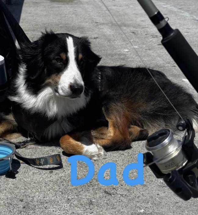 Enlarge Flower, an adopted Australian Shepherd in Bonita, CA image 5/5