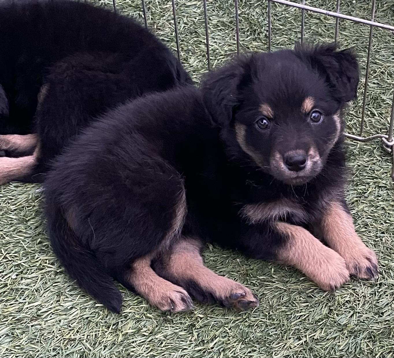 Enlarge Flower, an adopted Australian Shepherd in Bonita, CA image 2/5