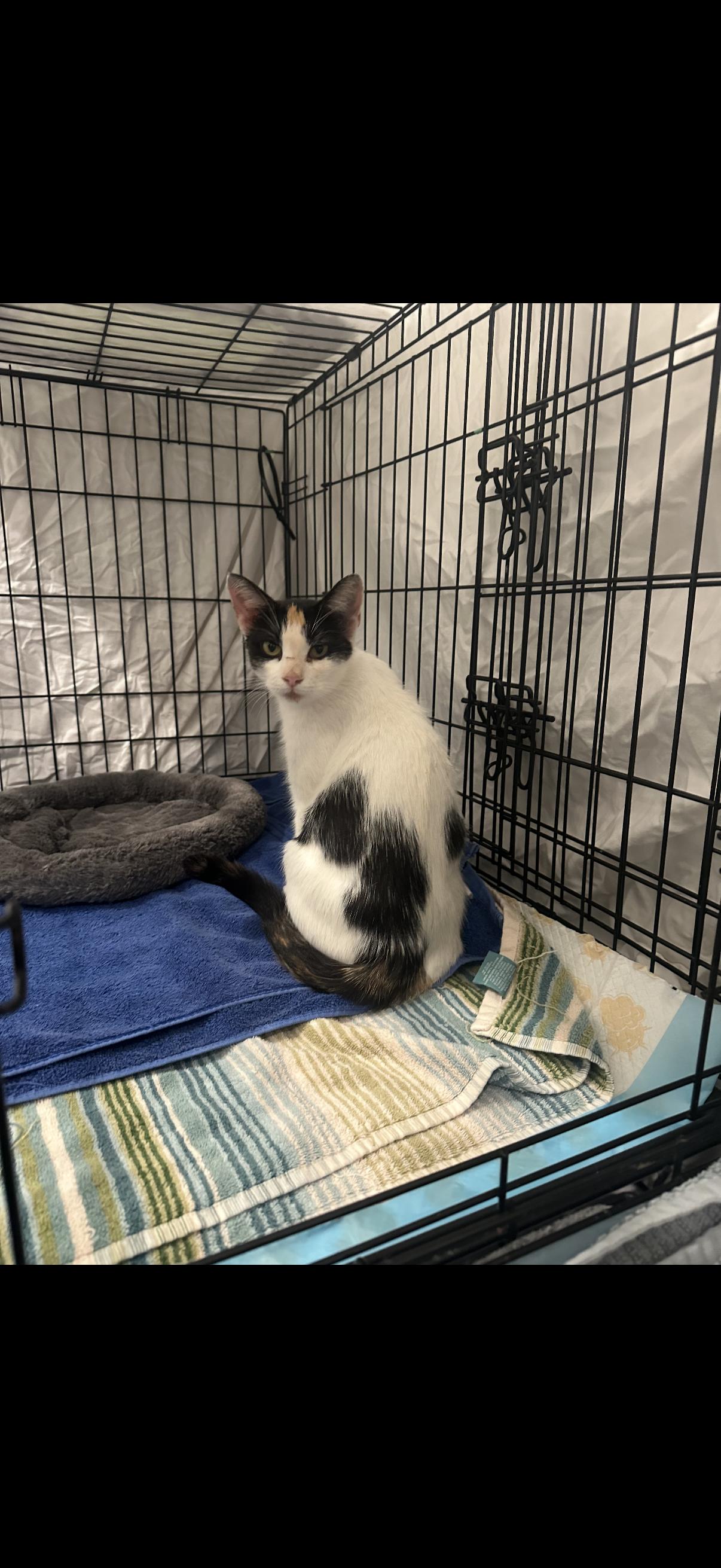 Autumn, adopted, Adult Female Domestic Short Hair.