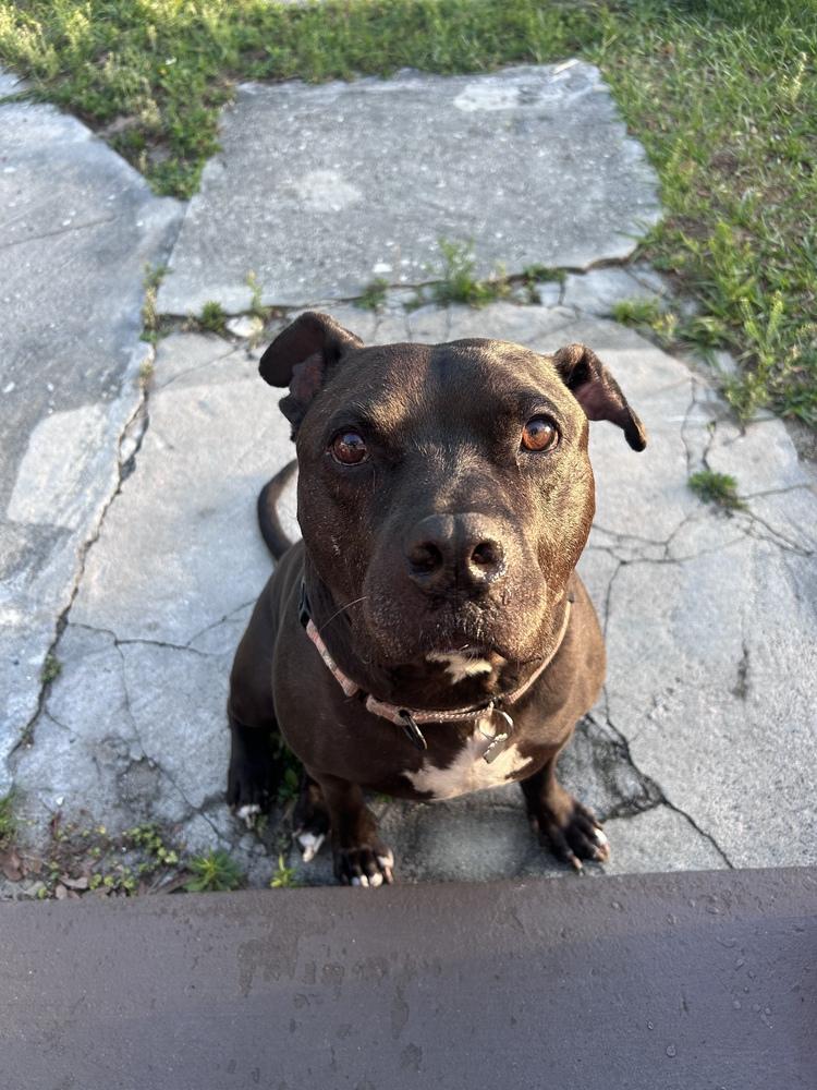 Bailey, a Adoptable mixed breed in Lakeland, FL image 1/6