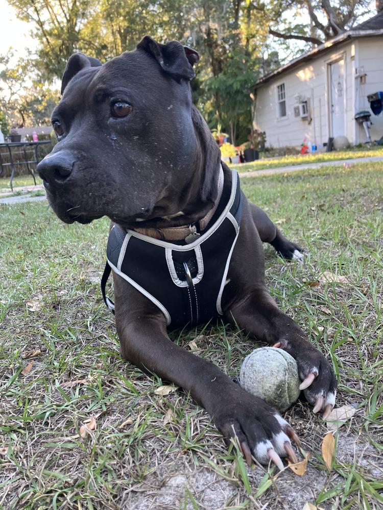 Bailey, a Adoptable mixed breed in Lakeland, FL image 2/6