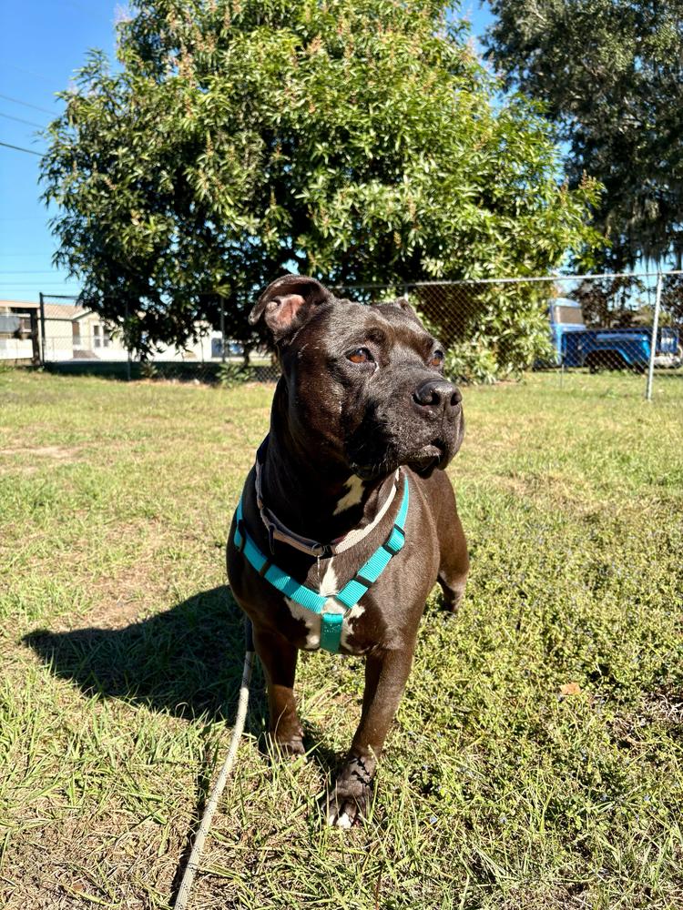 Bailey, a Adoptable mixed breed in Lakeland, FL image 3/6