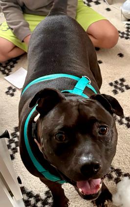 Bailey, a Adoptable mixed breed in Lakeland, FL image 4/6