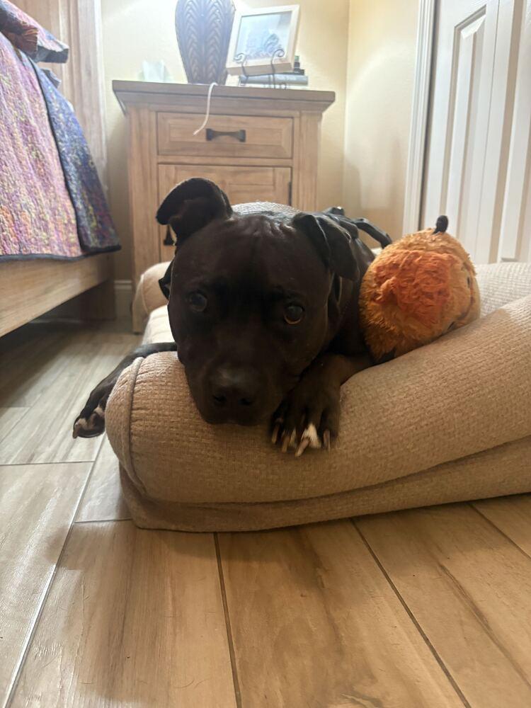 Bailey, a Adoptable mixed breed in Lakeland, FL image 5/6